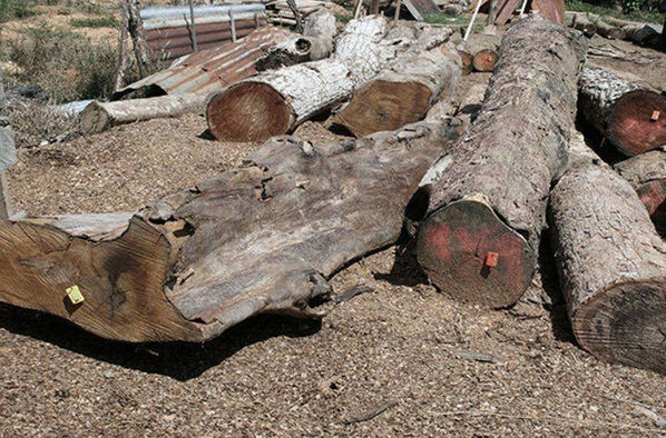 Oroszországban a keményfa kitermelés 80%-a illegálisan történik